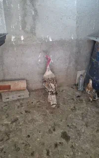 بوقلمون نر