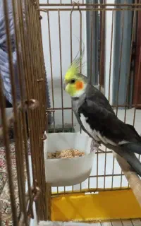 عروس هلندی نر بخون