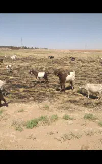 کود گوسفندی