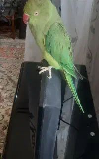 طوطی ملنگو