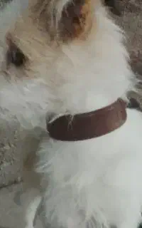 سگ پا کوتاه