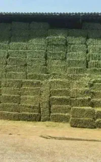 پرس یونجه