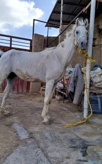 خریدو فروش