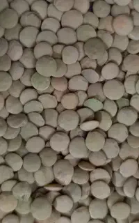 عدس درجه یک