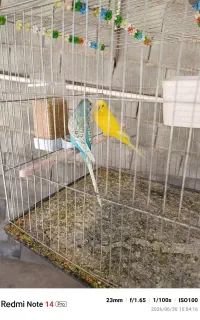 مرغ عشق