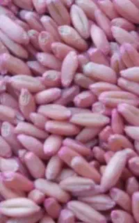 گندم بذری درجه ۱ بوجاری شده