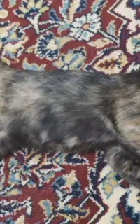 واگذاری رایگان DSH