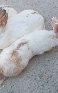 سه تا خرگوش بزرگ نر و ماده