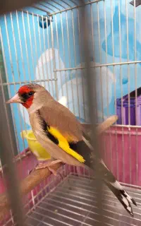 سهره کرمونی