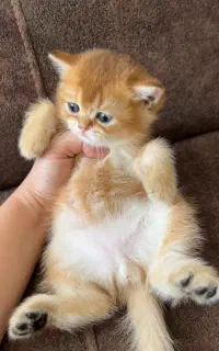 گربه برتیش گلد ماده