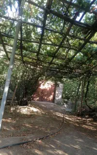 60قصب زمین در روستای جوشان کرمان