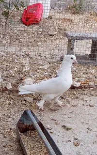 کت مار نر فروشی