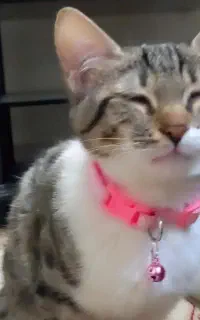 واگذاری رایگان گربه فوری