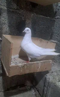کبوتر پرشی