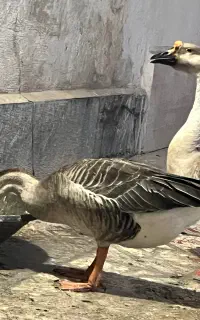 قوغاز