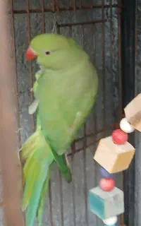 طوطی ملنگو