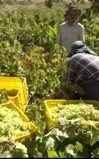 اجاره باغ انگور بصورت یکجا