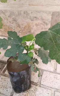 چهار عدد نهال انجیر الآن میوه روی نهال هست، گلدانی