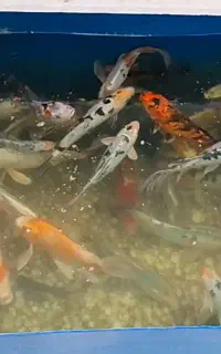 ماهی کوی مولد سایز بزرگ مناسب برکه حوض و آکواریوم