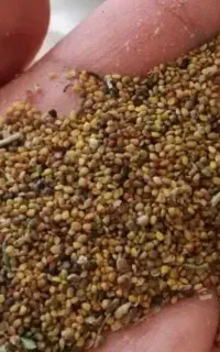بذر شبدر۲چین