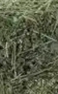 یونجه خشک با علف