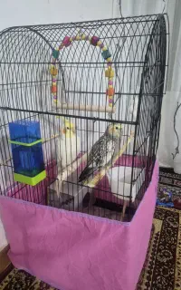 یه جفت عروس هلندی نروماده باتمام وسایل نونو