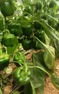 نیرو برای گلخانه