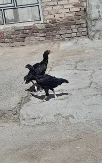مرغ خروس لاری