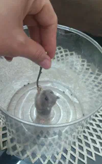همستر