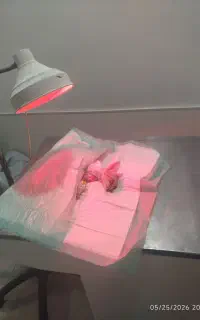 گربه حمایتی