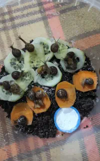 واگذاری حلزون (توضیحاتو کامل مطالعه کنید)