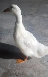 اردک