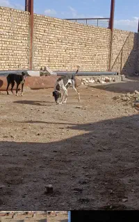 تازی نر