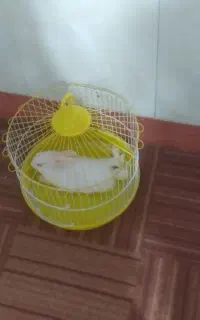 خرگوش سفید چشم قرمز