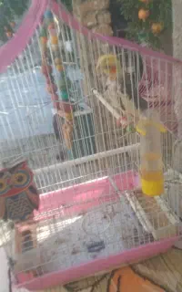 عروس هلندی نربالق سخنگو
