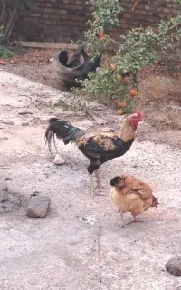 خروس لاری نسل دار معاوضه یا فروش