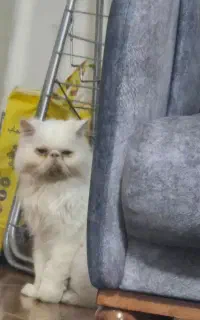 گربه پرشین سوپر فلت آرام