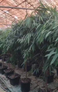 انواع بنجامین و‌آمستل