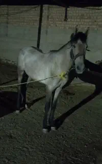 کره اسب۱۸ماهه