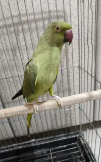 ملنگو ماده