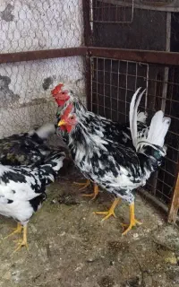 خروس
