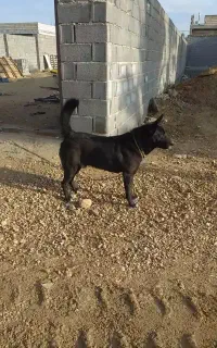 سگ نگهبان