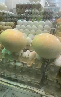 تخم تازه ارگانیک شترمرغ