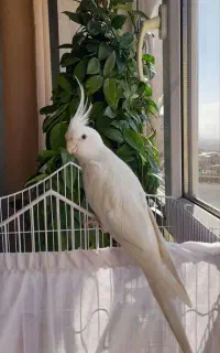 عروس هلندی