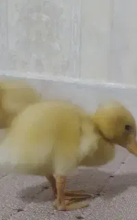 دو عددجوجه اردک زرنگ