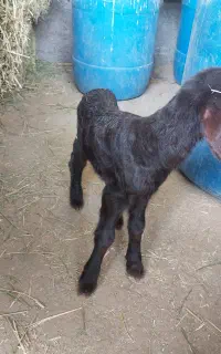 بره شیری
