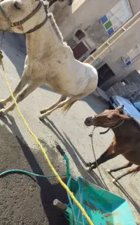 اسب و هیسر