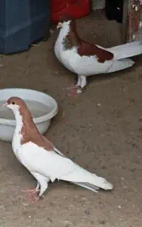 یک جفت چپ
