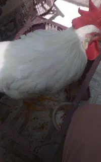 خروس سفید چهار ماهه