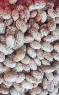 حراج لوبیا چیتی تازه ایرانی درجه یک ۲۵۰ بشرط پخت